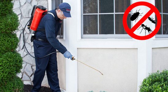 Kocaeli Pire İlaçlama böcek ilaçlama ve haşere kontrolü — ilaclama-tr.com